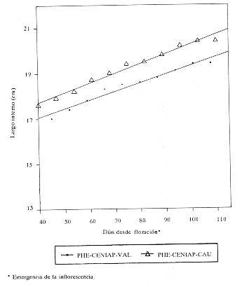 Fig. 3.Rectas de regresi�n para largo interno vs d�as, per�odo desde los 40 d�as del fruto de `PHE-CENIAP-VAL' y `PHE-CENIAP-CAU'. Segunda mano.