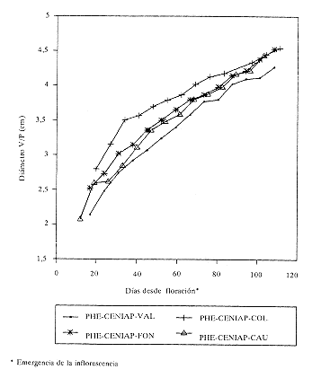 Fig. 5.Di�metrov/p vs d�as del fruto de `Pl�tano Hart�n Enano'. Segunda mano.