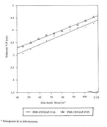 Fig. 6.Rectas de regresi�n para di�metro v/p vs d�as, per�odo desde los 40 d�as del fruto de `PHE-CENIAP-VAL' y `PHE-CENIAP-FON'. Segunda mano.