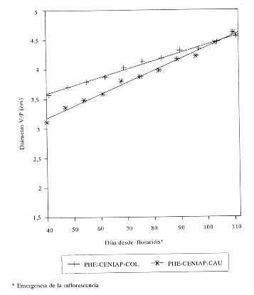 Fig. 7.Rectas de regresi�n para di�metro v/p vs d�as, per�odo desde los 40 d�as del fruto de `PHE-CENIAP-COL' y `PHE-CENIAP-CAU'. Segunda mano.