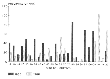 FIGURA 1. Distribuci�n agron�mica de 12 cultivares de ajonjol� sembrados en un oxisol arenoso de la Mesa de Guanipa. A�o 1985 (***).