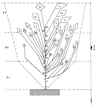 FIGURA 1. Esquema a escala de la arquitectura de la planta de soja var. Jpiter, a los 107 das (R6) de edad dle cultivo en condiciones de campo. E1, E2, E3; estratos; lneas gruesas: ramas; lneas delgadas: pecolo; rombos: hojas trifoliadas (n=ancho del fololo central en cm); c: nudo de hojas cotiledonarias; s: nudo de hojas simples;