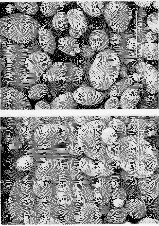 FIGURA 1. Micrograf�as de los gr�nulos de almid�n de papas variedades Kennebec(a) y Sebago(b), cultivadas en Sanare (Edo. Lara).