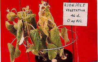 FIGURA 1. Deficiencia de B en plantas de ajonjol de 46 dias cuando se aplic 0 g B/1 a los 20 das de edad (0.0V)