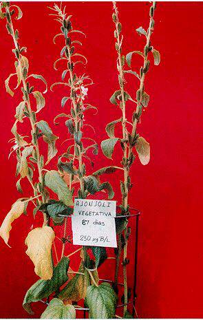 FIGURA 2. Deficiencia de B en plantas de ajonjol de 87 dias cuando se aplic 2500 g B/1 a los 20 das de edad (0.25V)