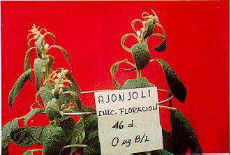 FIGURA 3. Deficiencia de B en plantas de ajonjol de 46 dias cuando se aplic 0 g B/1 a los 30 das de edad (0.25V)
