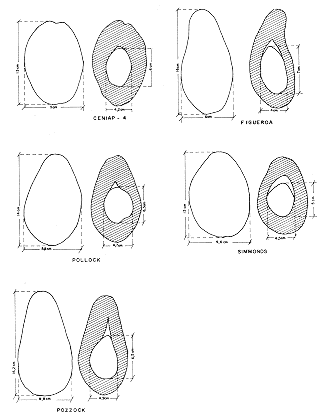 FIGURA 1. Formas y dimensiones de las variedades de aguacate sobresalientes de la colecci�n del Centro Nacional de Investigaciones Agropecuarias.