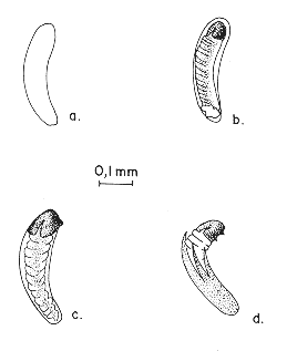 FIGURA 2. Diferentes etapas de desarrollo del huevo y emergencia de la larva de primer instar de E. vitticolle: a. huevo reci�n ovipuesto;  b. huevo con 24 horas de incubaci�n mostrando el embri�n; c. larva rompiendo con sus mand�bulas el corion, y d. larva liber�ndose de su corion