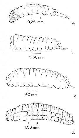 FIGURA 3. Instares de E. vitticolle: a. primero; b. segundo; c. tercero y d. cuarto instar.