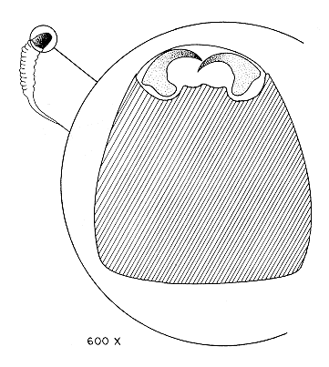 FIGURA 4. Vista ventral de la c�psula cef�lica de una larvade E. vitticolle, en su primer instar.