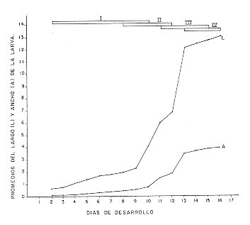 FIGURA 5. Crecimiento diario (mm) de la larva de E. vitticolle. Arriba: barras horizontales mostrando el solapamiento entre los diferentes instares.