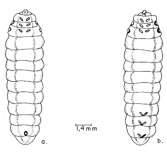FIGURA 6. Dimorfismo sexual entre larvas del �ltimo instar de E. vitticolle: a. macho, y b. hembra.