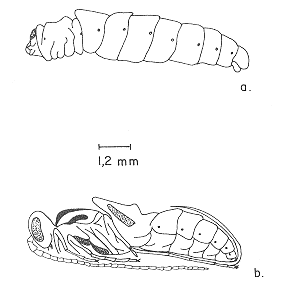 FIGURA 7. Estados de desarrollo pupal de E. vitticolle: a. prepupa (fase proninfal), b. pupa.