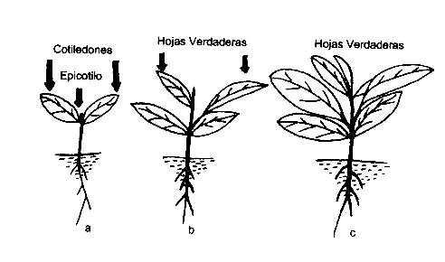 Figura1. Esquema de la plntula de nspero en tres estados evolutivos: a) Plntula con cotiledones, b) Con dos hojas verdaderas, C) Con cinco hojas verdaderas.