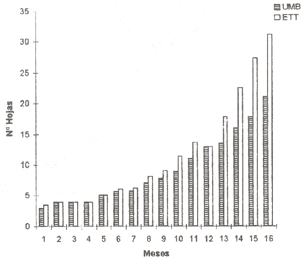 Figura 3. Nmero de hojas de plantas en umbrculo (UMB) y estructura de techo transparente (ETT) a los 16 meses de edad en nspero.