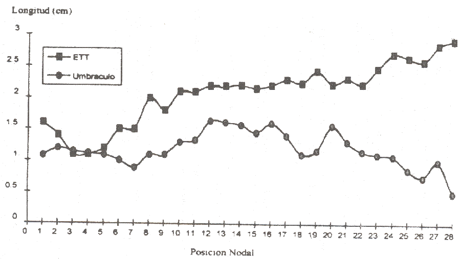 Figura 4. Longitud internodal y posicin nodal (cm) de plantas en Umbrculo (UMB) estructura de techo transparente (ETT) a los 16 meses de edad desde emergencia en nspero.
