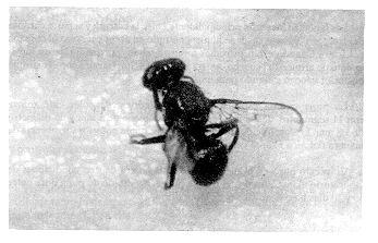 FIGURA 1. Adulto de la mosca del fruto de la pia Melanoloma viatrix Hendel (Diptera: Richardiidae).