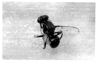 FIGURA 1. Adulto de la mosca del fruto de la pi�a Melanoloma viatrix Hendel (Diptera: Richardiidae).