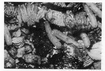 FIGURA 2. Larvas de M. viatrix.