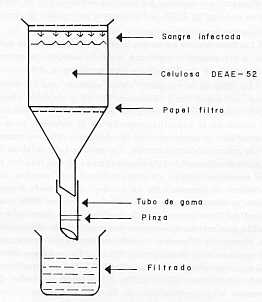 Fig. 2 Disposicin de la columna de celulosa para filtracin de los triponosomas.