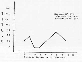 Fig. 5. Reaccin de aglutinacin capilar en la infeccin experimental por T. Vivax