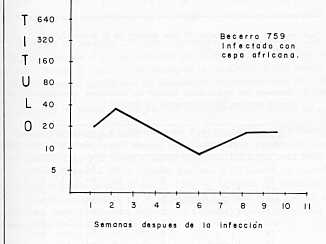 Fig. 6 Reaccin de aglutinacin capilar en la infeccin experimental por T. vivax
