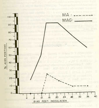 Figura 1. Valores relativos de la respuestas serolgica para las pruebas de Microaglutinacin (MA) y Microantiglobulina (MAG) en las aves expuestas con Salmonella Saint-paul.