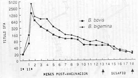 FIGURA 2. Cintica de anticuerpos IFA en bovinos vacunados con inmungeno combinado de Babesia: Ttulos promedios a los 14 y 18 meses post-vacunacin, momento del desafi simultaneo con organismos virulento de B. bovis y B. bigemia (cepas  heterlogas)