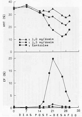 FIGURA 6. Valores promedios de hematocitos (HMT) y parasitemia (EP) en bovinos vacunados y controles, despus del desafi con organismos virulentos de A. marginale (Experimento N 1)