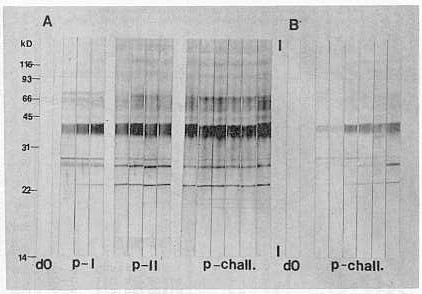 FIGURA 8. Anlisis por WIB del inmungeno purificado de A. marginale en muestras srica de bovino despus de la vacunacin y desafo. A. Bovino vacunado, B. Bovino control (d0=da 0, p-1=post-primera dosis vacunal, pll=post-segunda dosis vacunal, p-chall = post-desafo)
