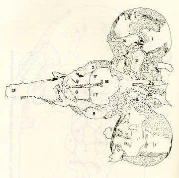 FIGURA 26. Vista ventral del encfalo disecado del volador (Lebiasina erythrinoides).