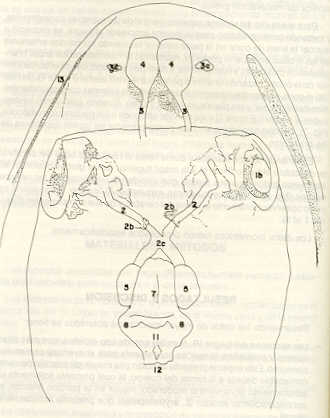 FIGURA 1. Exposicin de bulbo olfatorio y la mitad superior de los bulbos oculares, en una diseccin del encfalo del bagre (Rhamdia humilis)