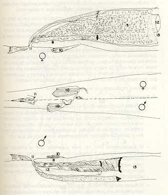 FIGURA 7. Esquema topogrfico de la porcin distal de la cavidad abdominal de la regin urogenital y anal, e implementacin de las aletas y de la anal, en volador (Lebiasina erythrinoides).