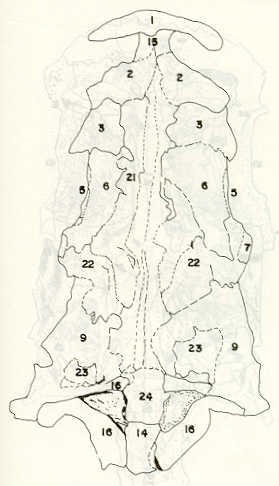 FIGURA 8. Vista ventral del Neurocrneo del bagre (Rhamdia humilis).