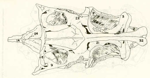 FIGURA 10. Vista ventral del Neurocrneo de la carpa (Cyprinus carpio).