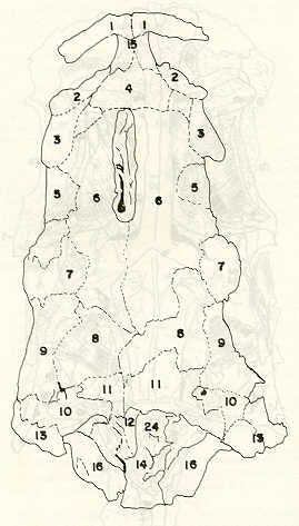 FIGURA 11. Vista dorsal del Neurocrneo del bagre (Rhamdia humilis).