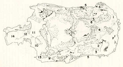 FIGURA 12. Vista dorsal del Neurocrneo volador (Lebiasina erythrinoides).