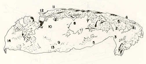 FIGURA 15. Vista lateral del crneo del volador (Lebiasina erythrinoides).