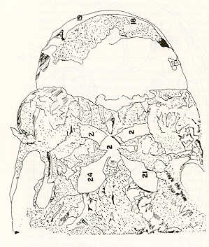 FIGURA 20. Diseccin del encfalo volador (Lebiasina erythrinoides). Eliminada la masa cerebral, se evidencia los trechos pticos y la hipfisis en el fondo de la silla turca cubierta por la membrana menngea primaria.