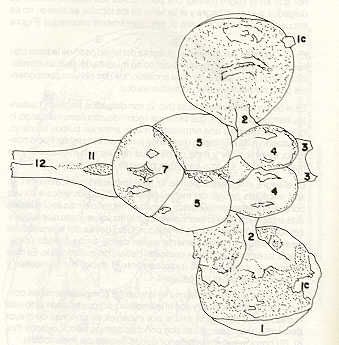 FIGURA 21. Vista dorsal del encfalo disecado del volador (Lebiasina erythrinoides) obtenida por diseccin total.