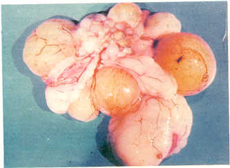 FIGURA 2. vulos y Folculos deformados