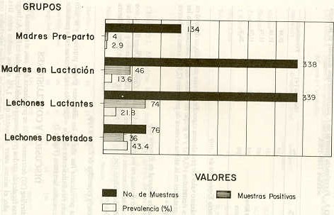 FIGURA 1. Prevalencia especifica de Isopora suis por grupo etario.