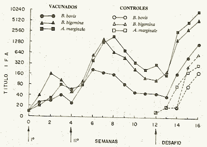FIGURA 2.Ttulos promedios IFA anti-A. marginale, anti-B. bovis, y anti-B. bigemina despus de la vacunacin y desafo, en bovinos vacunados con vacuna inactivada polivalente contra la anaplasmosis y babesiosis.