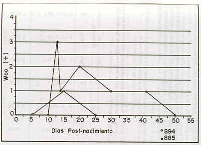 FIGURA. Parasitemia en los becerros 885 y 894 durante el periodo experimental