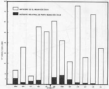 GRAFICO I.  Distomatosis heptica en bovinos sacrificados en mataderos de estado Zulia. (Agosto 1976 - Julio 1977)