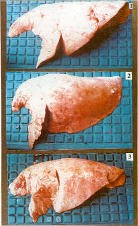 FIGURAS 1, 2 y 3.