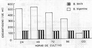 FIGURA 2. Contenido de exoantgeno (UE /ml) en el sobrenadante del cultivo in vitro de B. bovis y B. bigemina.