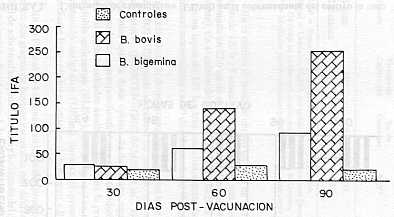 FIGURA 3. Titulo promedio IFA en bovinos vacunados con 30 ml/eg.(=5000 UE) de sobrenadsante de cultivos de B. bovis y B. bigemina.