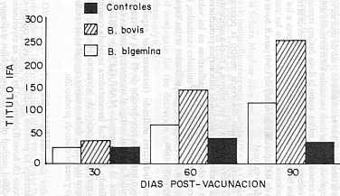 FIGURA 4. Titulo promedio IFA en bovinos vacunados con 15,0 ml/eg.  (=2500 UE) de sobrenadsante de cultivos de B. bovis y B. bigemina.