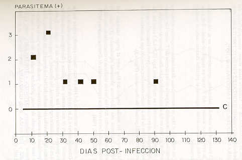 FIGURA 2. Niveles de parasitemia de los animales infectados durante el perodo de post- infeccin.